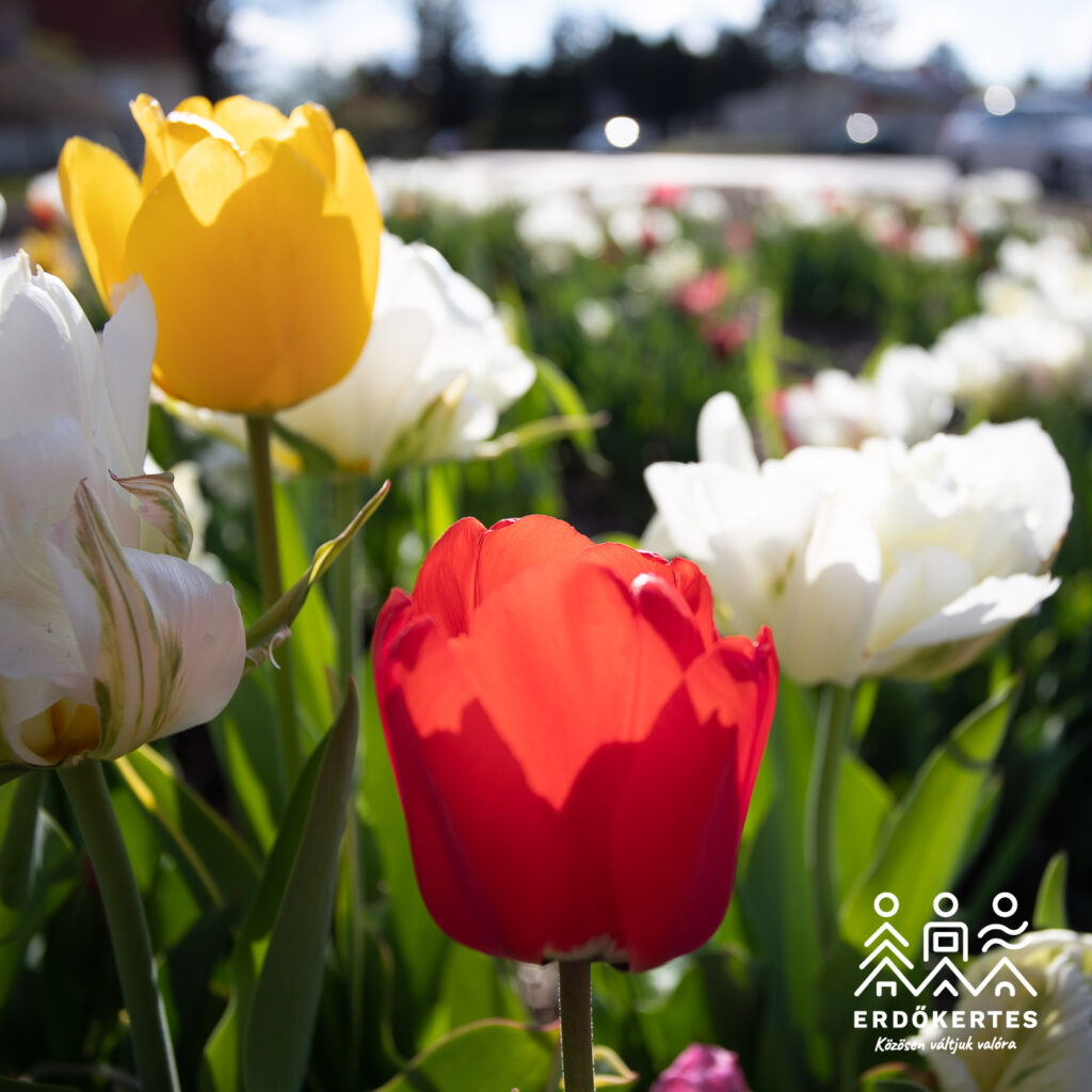 KÖZÖSSÉGI GONDOZÁS A TULIPÁNOSKERTNÉL